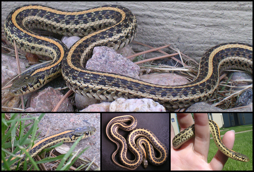 First Garter Snake of Spring