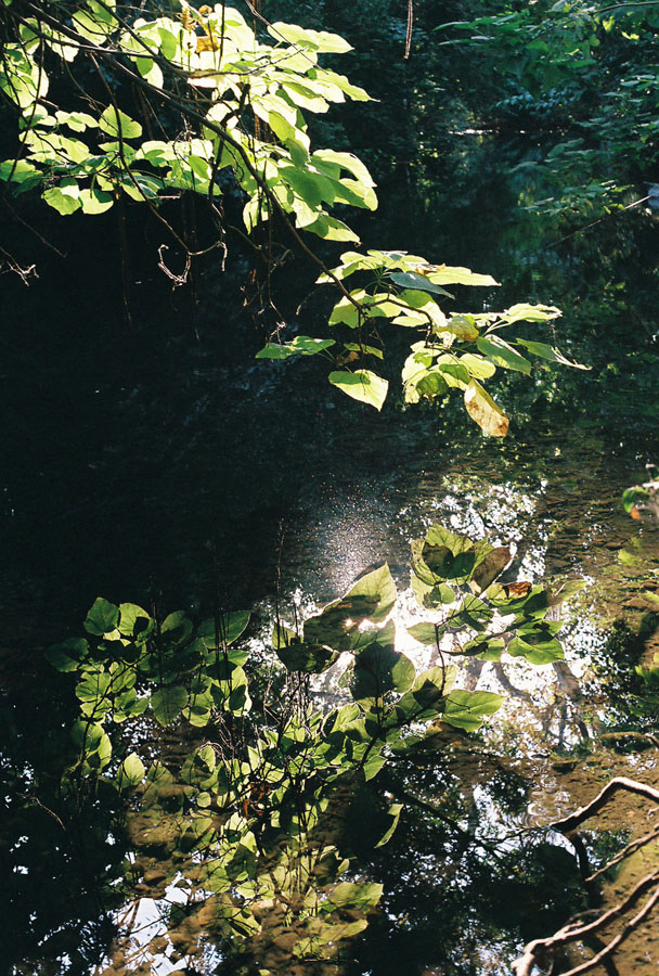 Reflection in Big Chico Creek