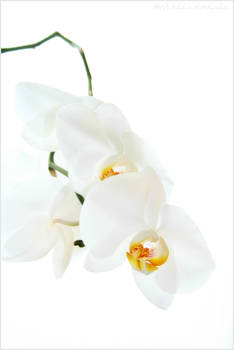 Orchid - 03