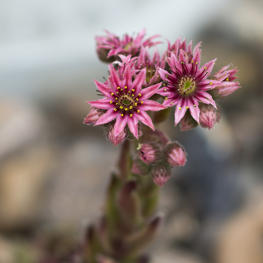 Succulent Flower