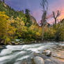 Bighorns