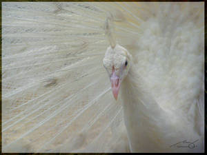 White Peacock