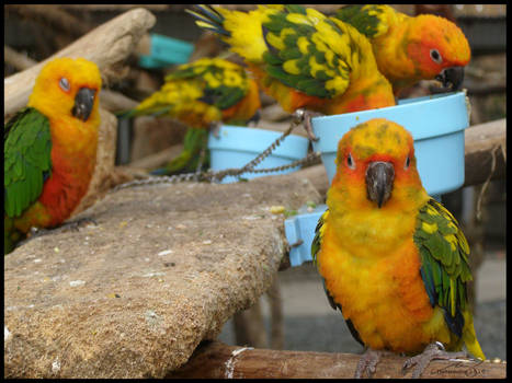 Zoo Birdies Lounging