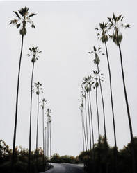 Palm Trees by Natasha-Kinaru