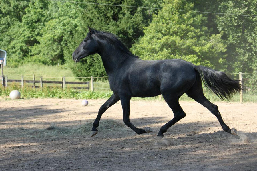 black horse