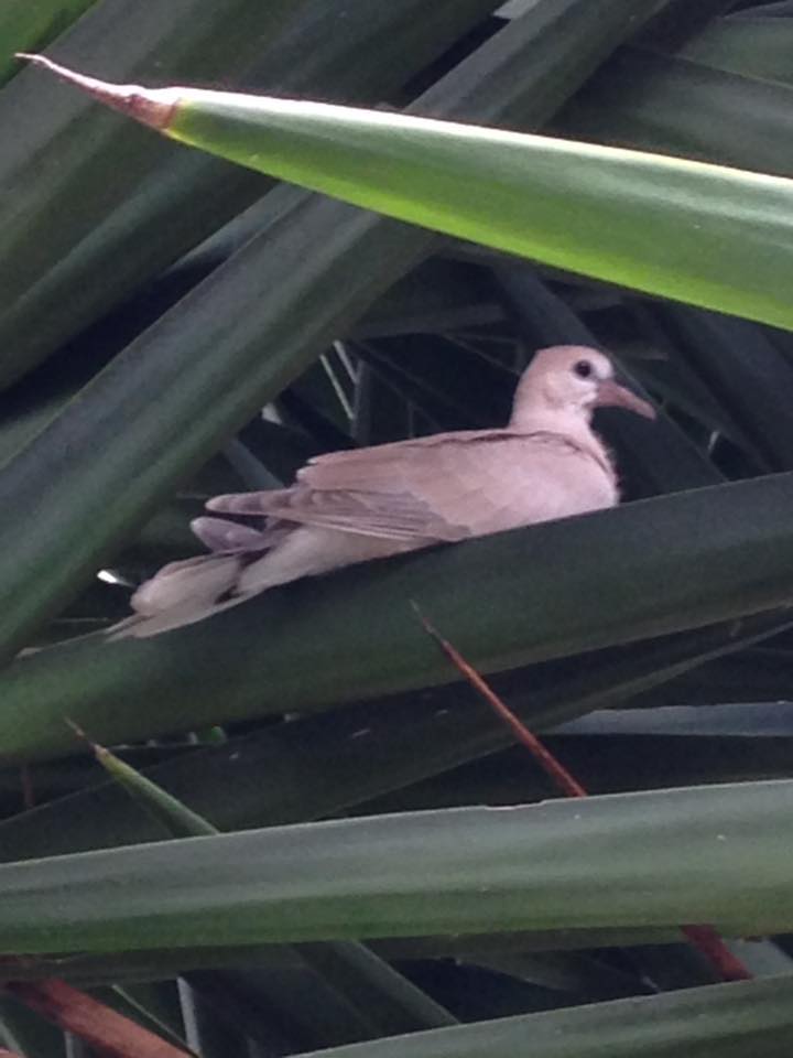 Young dove thats been hanging around