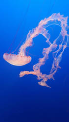 Jellies