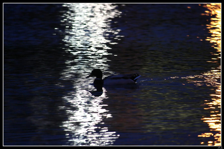 Duck shadow 2 by Su-kan on DeviantArt