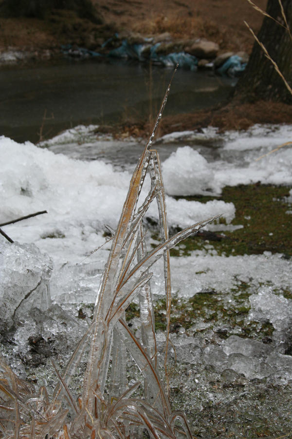 frozen reed by Zee17 on DeviantArt