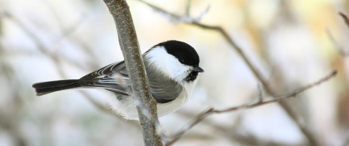 Small tit