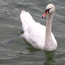 Swan