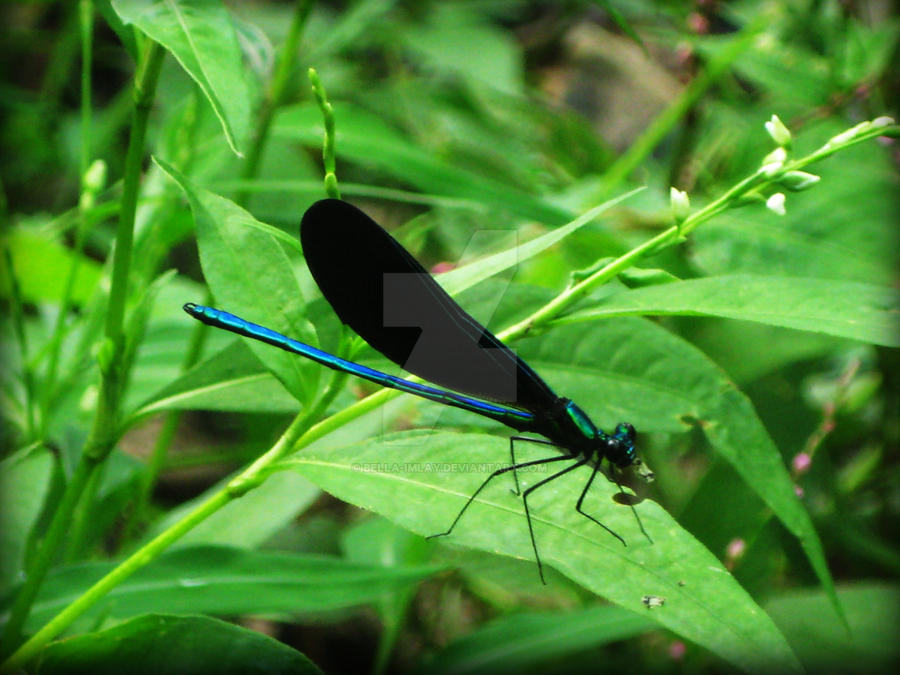 dragonfly close up