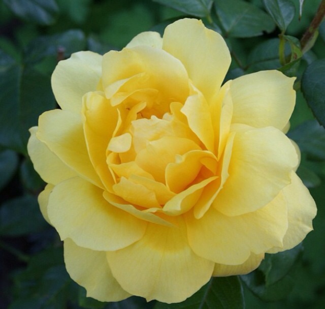 Yellow rose