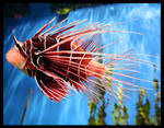 Fish Fish Fish by accumulate