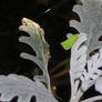 leafhopper on dusty miller