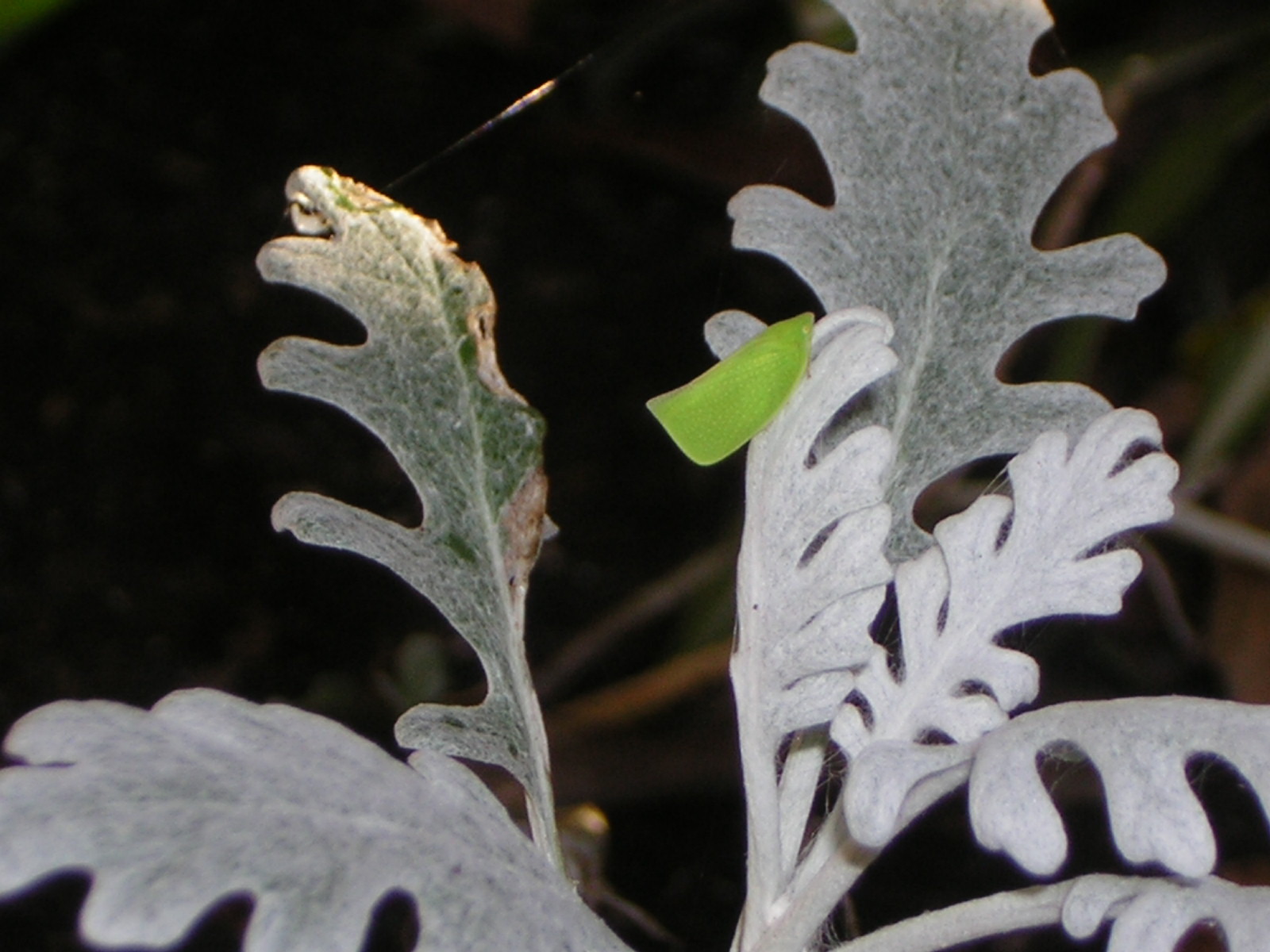 leafhopper on dusty miller