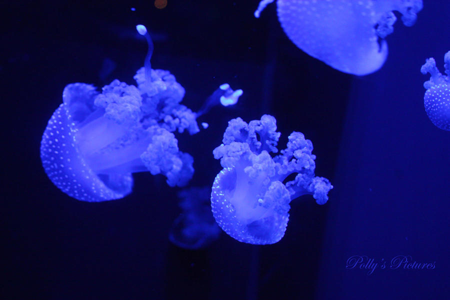 Blue Jellies