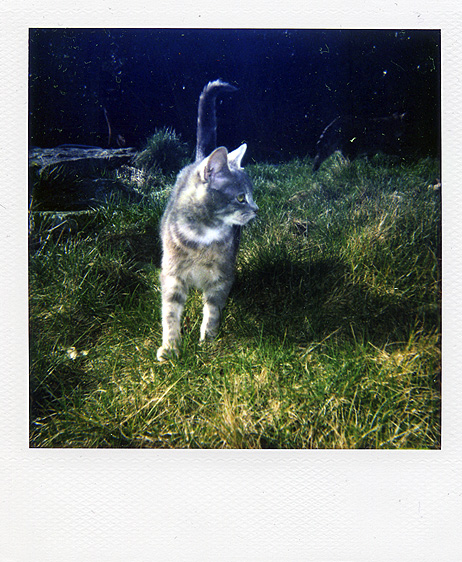 muffin polaroid