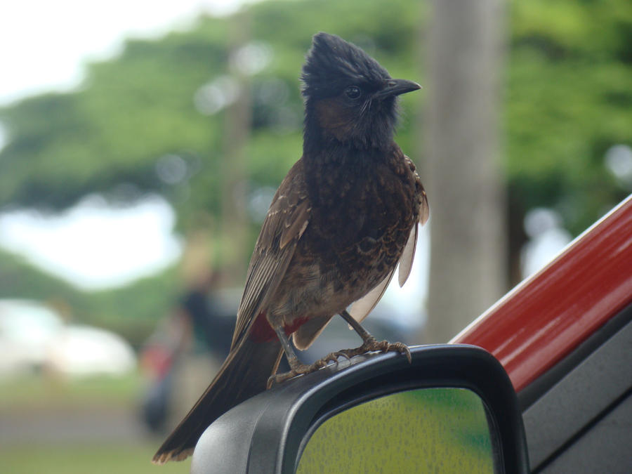 Hawaiian Bird