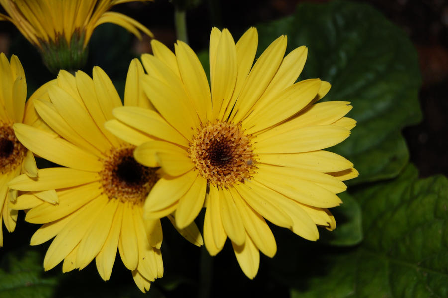 Yellow Daisy