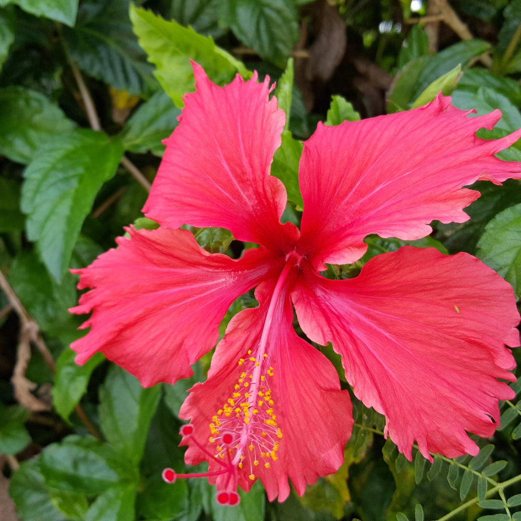 Hibiscus