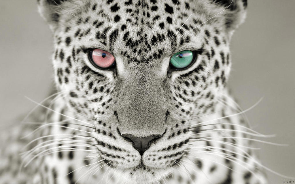 Snow Leopard Wallpaper HD by krusher9191 on DeviantArt
