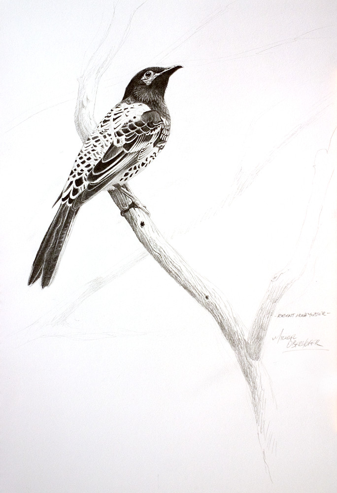 Regent Honeyeater study