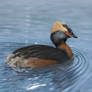 Slavonian Grebe