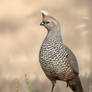 Scaled Quail