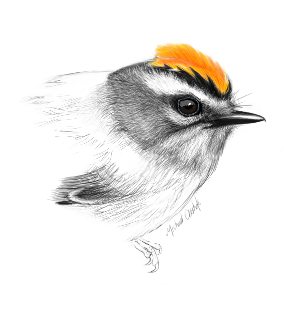 Firecrest