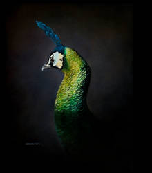 Tronie - (Green Peacock) Oil on Canvas 18x24