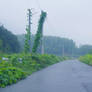 Misty countryside