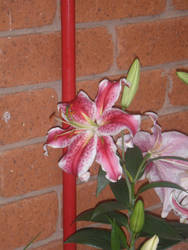 Oriental Lilly