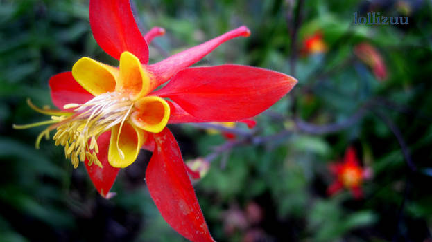 Red Flower