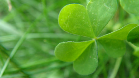 Clover