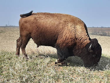 American Bison 02