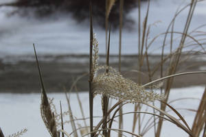 winter harvest