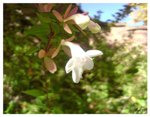 Bowing in White Beauty