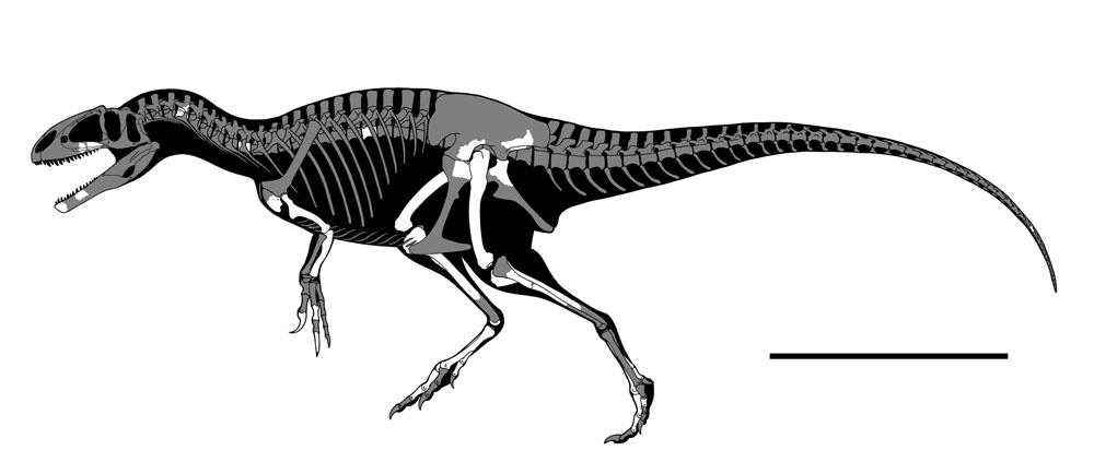 Basal megaraptoran by GetAwayTrike on DeviantArt