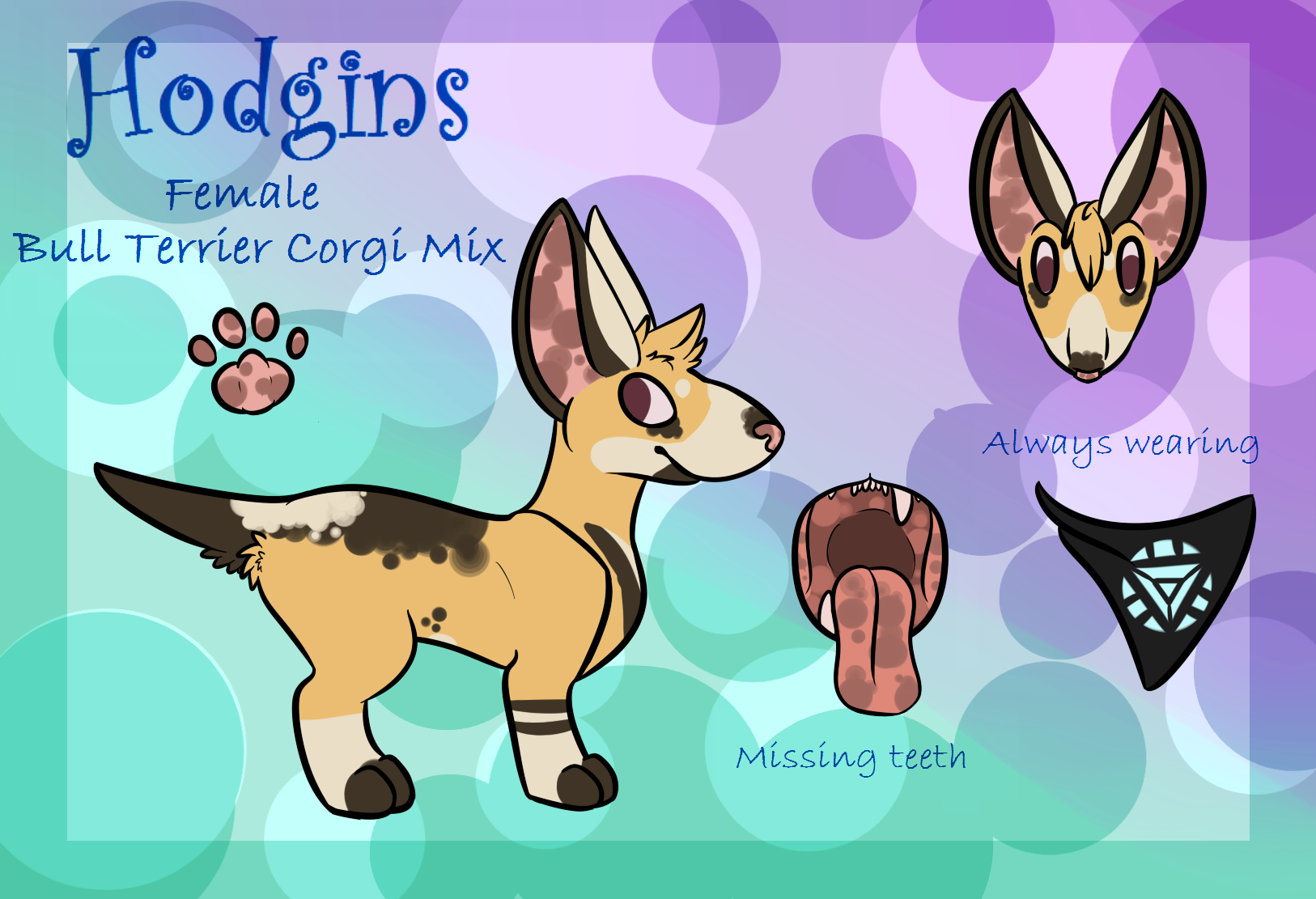 Hodgins the Bull Terrier Corgi Mix Reference