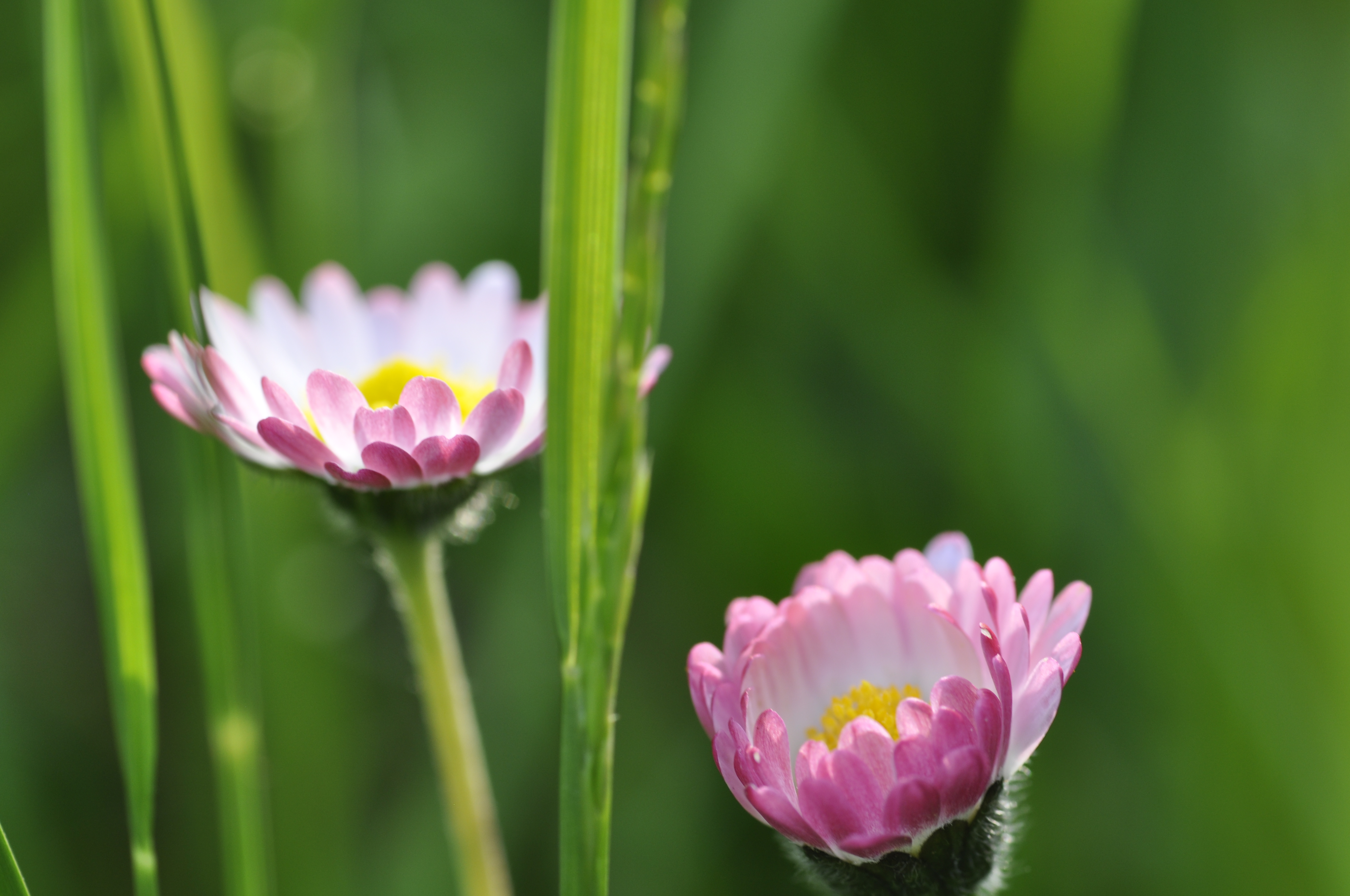 Daisies