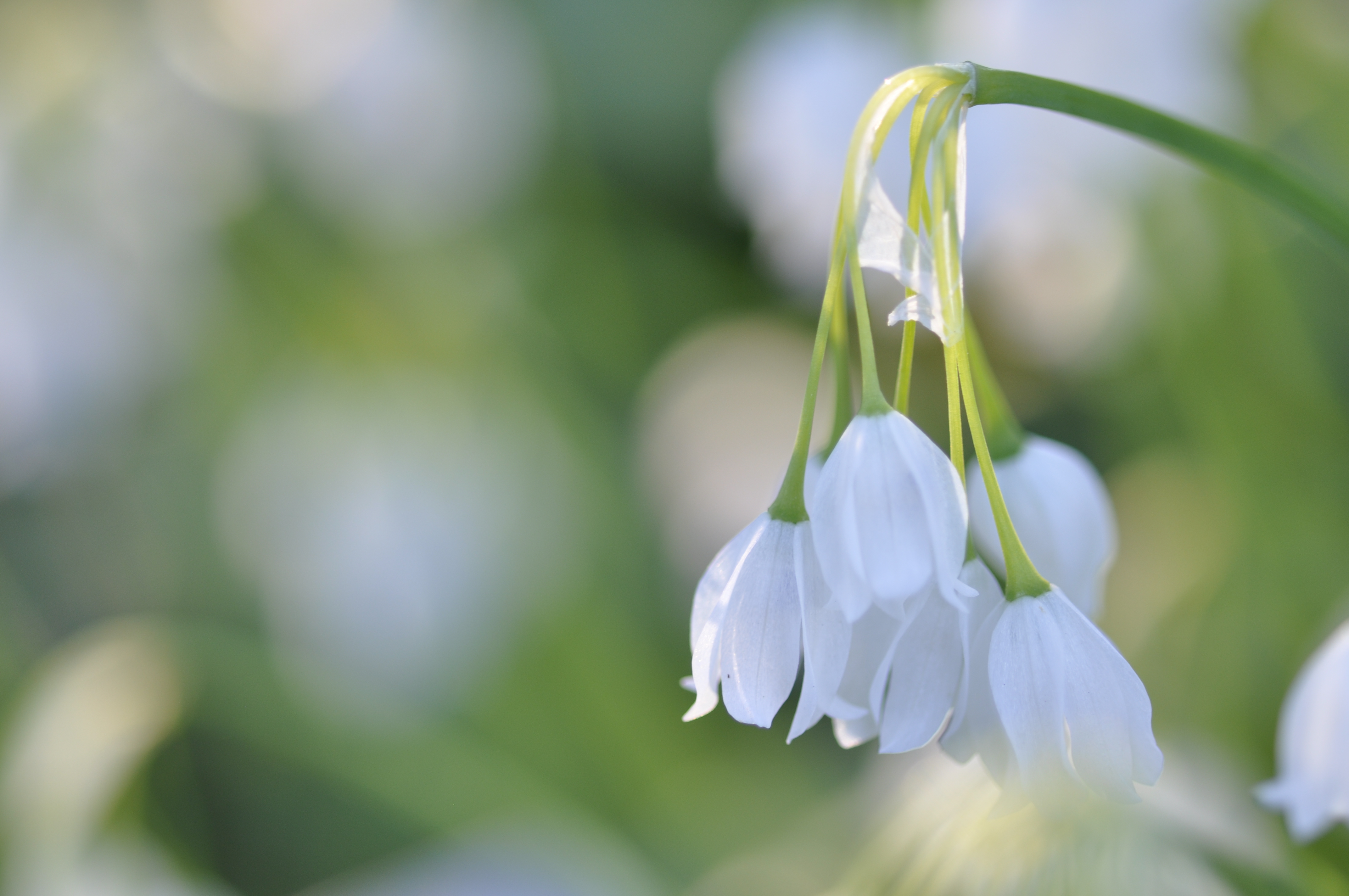 White weddingbells