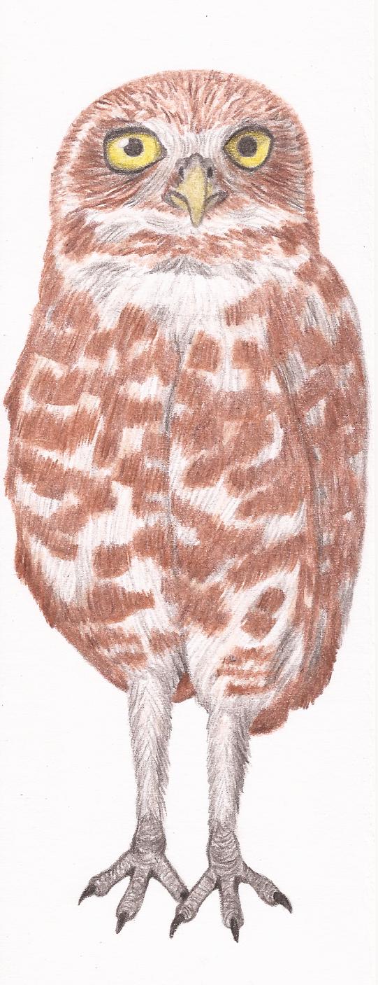 Burrowing Owl Bookmark