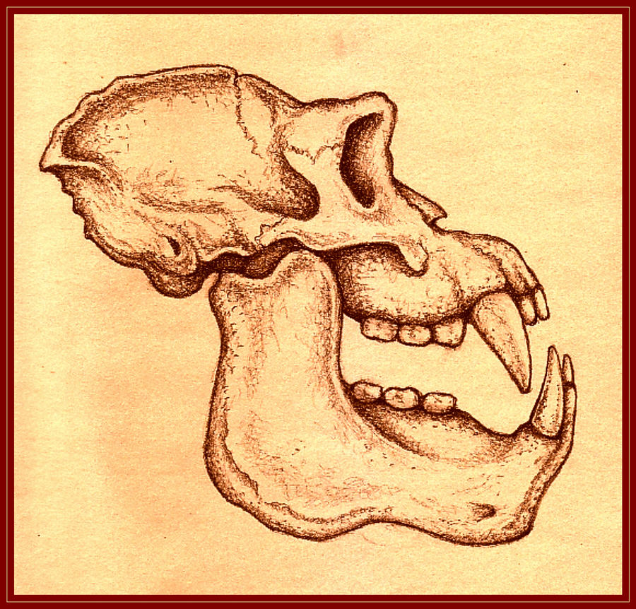 Micropithecus Skull The Gigantopithecine Skull by SeanPhelan on DeviantArt
