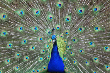 Peacock at Warick Castle