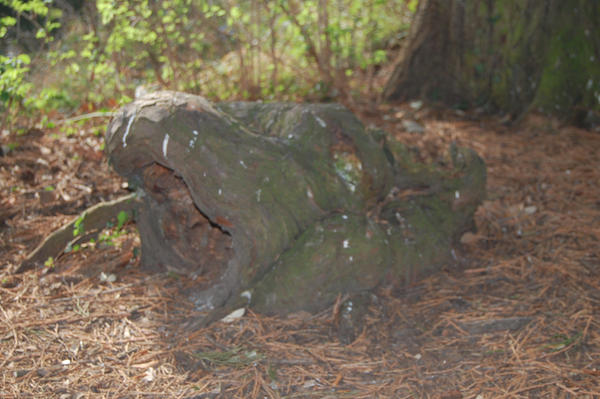 Tree Root by SuperGlenn on DeviantArt