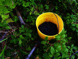 berry picking