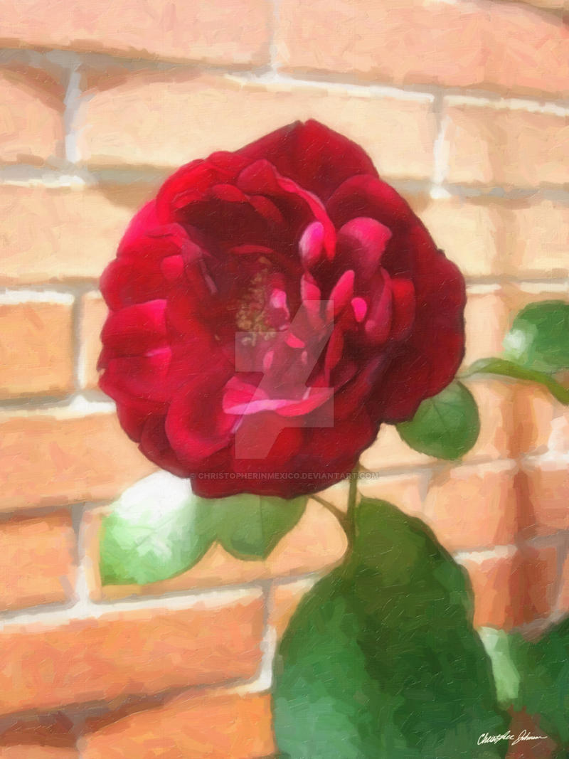 Old Red Rose 2 Painterly