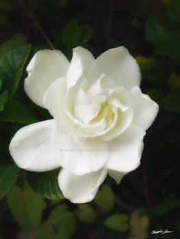 Beautiful Gardenia 3