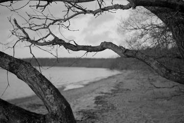 Tree by Vomb Lake